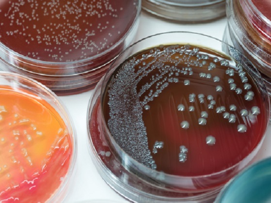 MICROBIAL-TYPE CULTURE COLLECTION