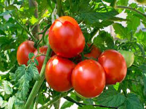 DEVELOPMENT OF TOMATO VALUE CHAIN IN NIGERIA